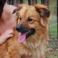 LEOO, Mixed Breed (Fundacja Głosem Zwierząt)
