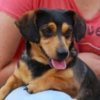 TOBII, Mixed Breed (Fundacja Głosem Zwierząt)
