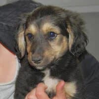 LILUU, Mixed Breed (Fundacja Głosem Zwierząt)