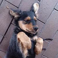 BONZO, Mixed Breed (Fundacja Głosem Zwierząt)