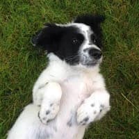 BLUES, Mixed Breed (Fundacja Głosem Zwierząt)