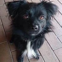 PIPI, Mixed Breed (Fundacja Głosem Zwierząt)