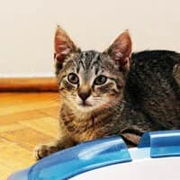 ZYZIO,  Mixed Breed for adoption at Fundacja Głosem Zwierząt, Polska