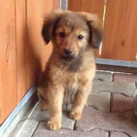 JIMMY, Mixed Breed (Fundacja Głosem Zwierząt)