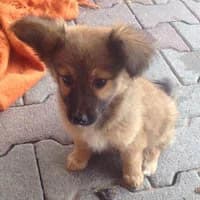 JOHNNY, Mixed Breed (Fundacja Głosem Zwierząt)