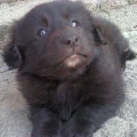 MISZUNIA,  Mixed Breed for adoption at Fundacja Głosem Zwierząt, Polska