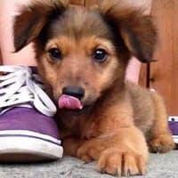 JJ, Mixed Breed (Fundacja Głosem Zwierząt)