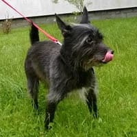 MAKSIU, Mixed Breed (Fundacja Głosem Zwierząt)