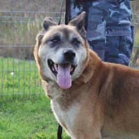 SZERYF, Mixed Breed (Fundacja Głosem Zwierząt)