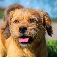 PINO, Mixed Breed (Fundacja Głosem Zwierząt)