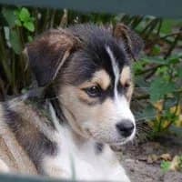 PIRACIK, Mixed Breed (Fundacja Głosem Zwierząt)