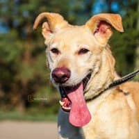 BUGS, Mixed Breed (Fundacja Głosem Zwierząt)