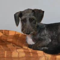 FIONKA, Mixed Breed (Fundacja Głosem Zwierząt)