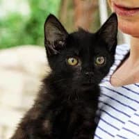 BLUSIA, Mixed Breed for adoption at Fundacja Głosem Zwierząt, Polska