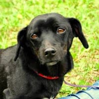 LEX, Mixed Breed (Fundacja Głosem Zwierząt)