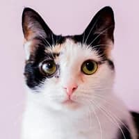 SAMBA, Mixed Breed for adoption at Fundacja Głosem Zwierząt, Polska