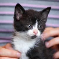 PIMPEK, Mixed Breed for adoption at Fundacja Głosem Zwierząt, Polska