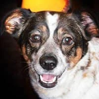 SABA, Mixed Breed (Fundacja Głosem Zwierząt)