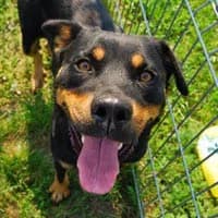GAJKA, Mixed Breed (Fundacja Głosem Zwierząt)