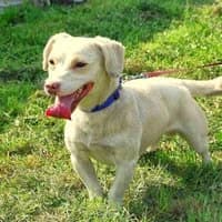 JASPER, Mixed Breed (Fundacja Głosem Zwierząt)