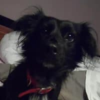 FIGUNIA, Mixed Breed (Fundacja Głosem Zwierząt)