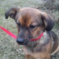 MUFCIA, Mixed Breed (Fundacja Głosem Zwierząt)