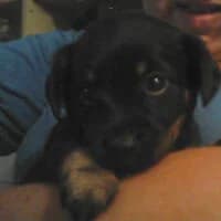 MARSIK, Mixed Breed (Fundacja Głosem Zwierząt)