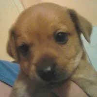 JANTAREK, Mixed Breed (Fundacja Głosem Zwierząt)