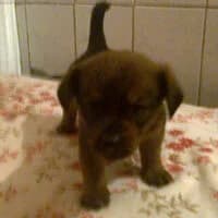 DŻIMI, Mixed Breed (Fundacja Głosem Zwierząt)