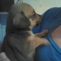 DUDUŚ, Mixed Breed (Fundacja Głosem Zwierząt)