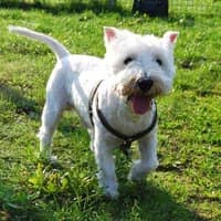 MOPI, Mixed Breed (Fundacja Głosem Zwierząt)