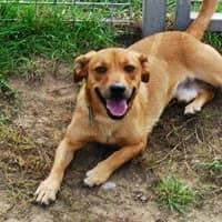 TOFIIK,  Mixed Breed for adoption at Fundacja Głosem Zwierząt, Polska