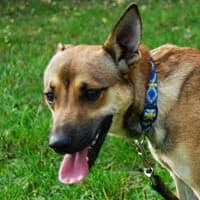 RUFI, Mixed Breed (Fundacja Głosem Zwierząt)
