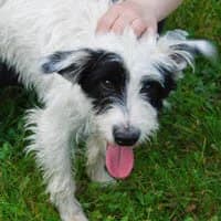 BAGGY, Mixed Breed (Fundacja Głosem Zwierząt)