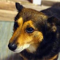TIMMY,  Mixed Breed for adoption at Fundacja Głosem Zwierząt, Polska