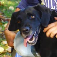 HARLEJ,  Mixed Breed for adoption at Fundacja Głosem Zwierząt, Polska