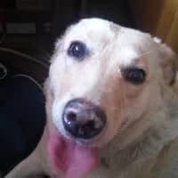 SONIIA, Mixed Breed (Fundacja Głosem Zwierząt)