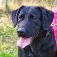 BENTLEY, Mixed Breed (Fundacja Głosem Zwierząt)