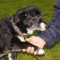 MAXSIO, Mixed Breed (Fundacja Głosem Zwierząt)
