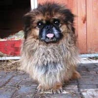 GIZMUŚ, Mixed Breed (Fundacja Głosem Zwierząt)