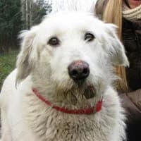 MOKA, Mixed Breed (Fundacja Głosem Zwierząt)