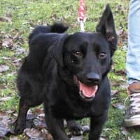 ARI,  Mixed Breed for adoption at Fundacja Głosem Zwierząt, Polska