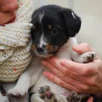 FRODO, Mixed Breed (Fundacja Głosem Zwierząt)