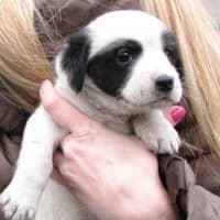 FRIDZIA, Mixed Breed (Fundacja Głosem Zwierząt)