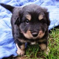 FRANKO, Mixed Breed (Fundacja Głosem Zwierząt)