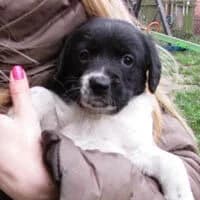 FIONECZKA, Mixed Breed (Fundacja Głosem Zwierząt)