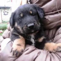 FIGO,  Mixed Breed for adoption at Fundacja Głosem Zwierząt, Polska