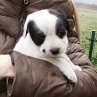 FANTKA,  Mixed Breed for adoption at Fundacja Głosem Zwierząt, Polska