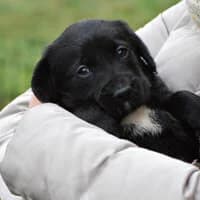 FADZIO, Mixed Breed (Fundacja Głosem Zwierząt)