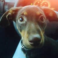 MINNIE, Mixed Breed (Fundacja Głosem Zwierząt)